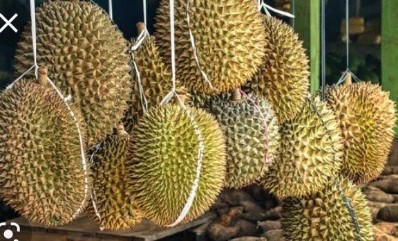 Kota Jambi Bau Duren Pedagang Duren kaki lima Bermunculan