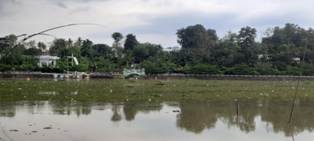 Danau Sipin Dipenuhi Enceng Gondok dan Kiambang