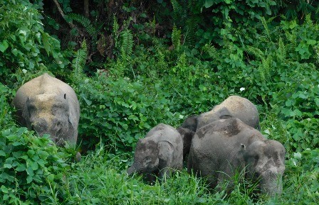 Gubernur Jambi Resmikan Pusat Informasi Konservasi Gajah di Tebo