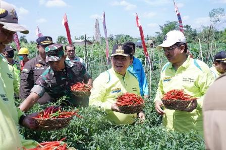Al Haris: Panen Cabai Momentum Pembangunan Pertanian
