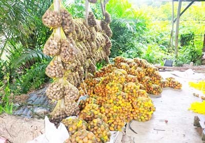 Harga Komoditi Pinang Anjlok, Petani di Tanjab Timur dan Tanjab Barat Mengeluh