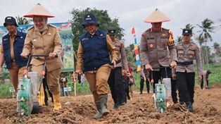jagung1.jpg